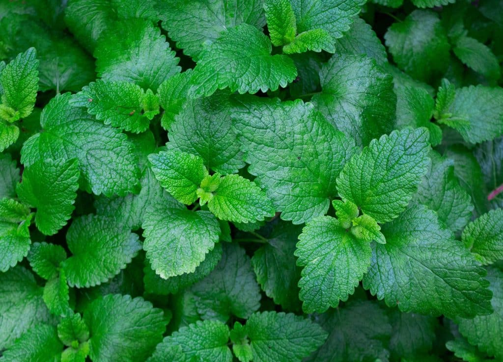 Spearmint for Treating Hormonal Acne (Unsplash, Abby Boggier)